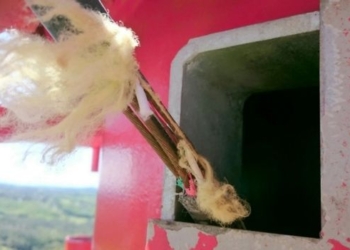 Какаду в Австралии встали на пути развития интернета