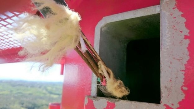 Какаду в Австралии встали на пути развития интернета