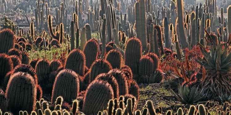 Житель Черкасс открыл ферму по выращиванию кактусов