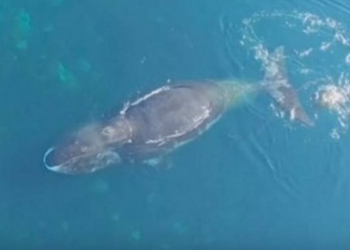 Когда нет рук, а спинка чешется: ученые поняли, откуда у китов на спине потертости