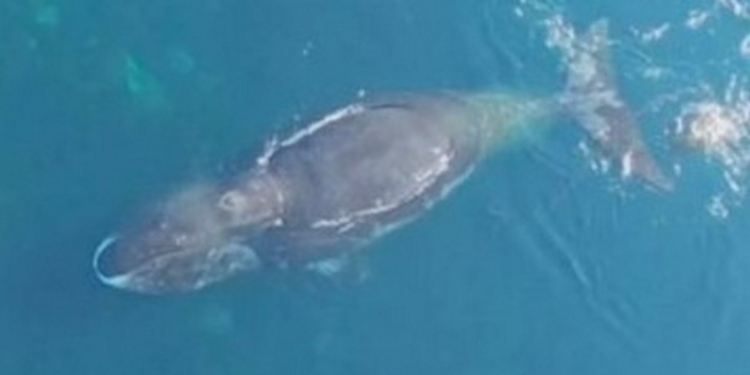 Когда нет рук, а спинка чешется: ученые поняли, откуда у китов на спине потертости