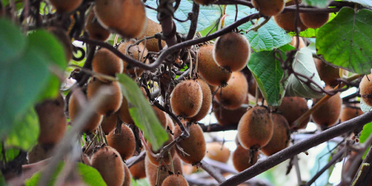 Сбор урожая уникального сорта киви стартовал на Закарпатье