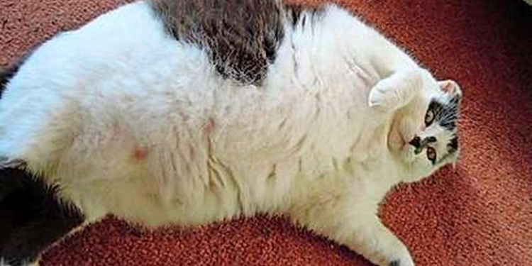 Вот горе-то. В Швейцарии решают, как избавить котов от ожирения