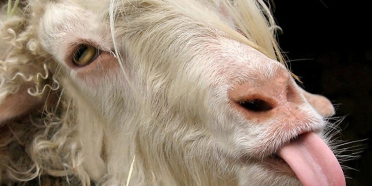 Козами и овцами прирастает земля николаевская – статистика