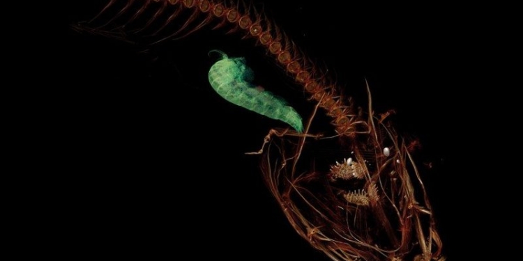 Маленькая, прозрачная и без чешуи – опубликовано видео рыбки, которая живет на глубине 8 км