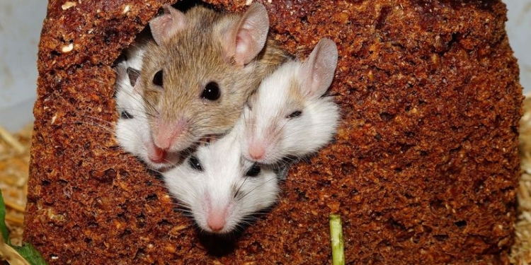 Мыши-алкоголики бросают непьющих партнерш – исследование