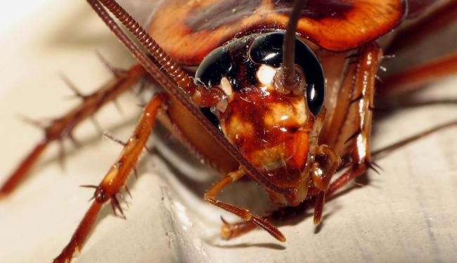 Кто-кто в домике живет? Около 100 видов насекомых и прочих членистоногих обитает в каждом жилом доме, вне зависимости от чистоплотности хозяев