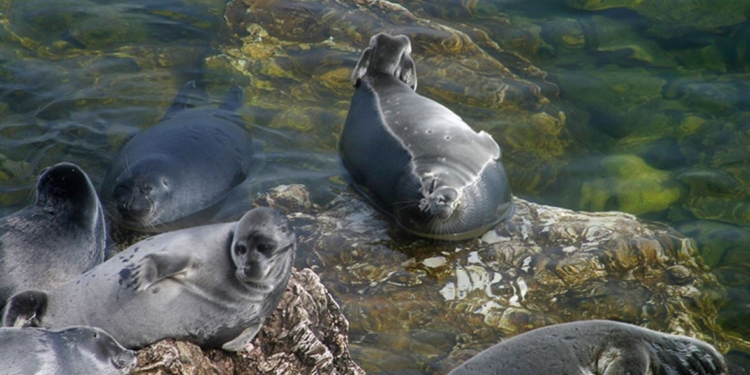 На Байкале зафиксирована массовая гибель нерп. Говорят, от голода