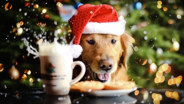 Год Желтой Земляной Собаки: в чем встречать 2018-й