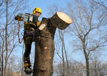 Сколько реально зарабатывают на зеленых насаждениях Николаева избранные “дровосеки”