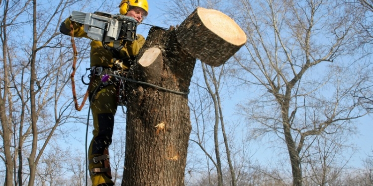 Сколько реально зарабатывают на зеленых насаждениях Николаева избранные “дровосеки”
