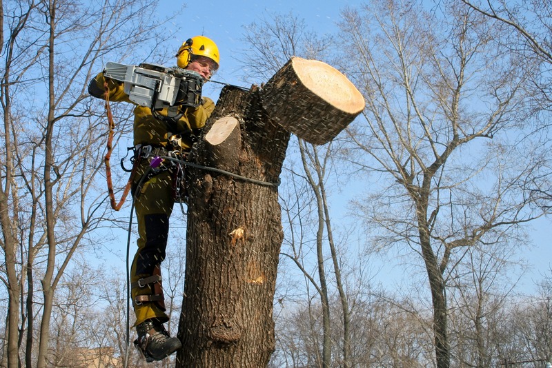 В Николаеве департамент ЖКХ отдал ₴6 млн. за обрезку деревьев фирме партнера экс-нардепа Козыря 1
