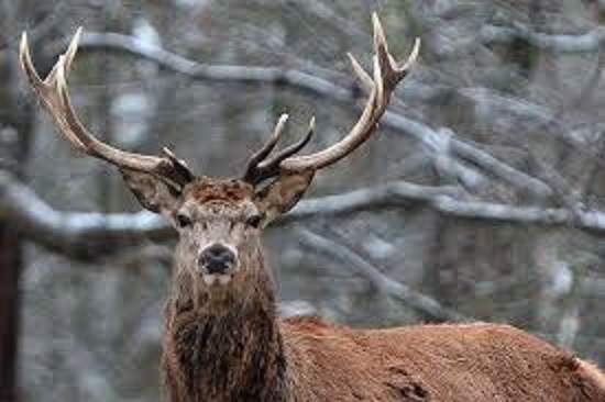 Осенью в дождливый серый день. В США оленя пришлось освобождать бензопилой