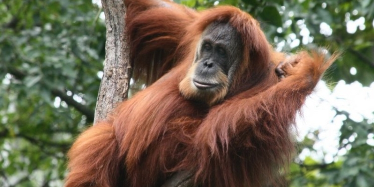 Ученые установили новый вид орангутанов: они кучерявые, самцы с усами, самочки – с бородой
