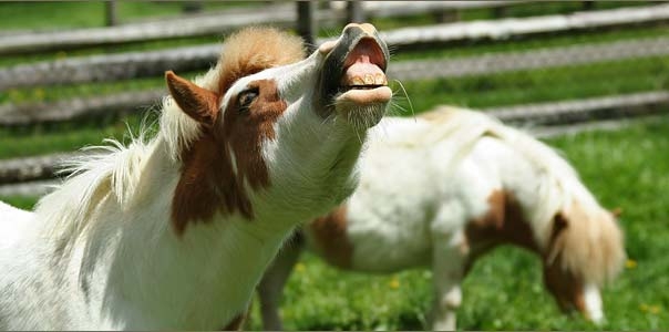 Мигрант-сириец Беженец арестован в Берлине за изнасилование пони в детском зооуголке