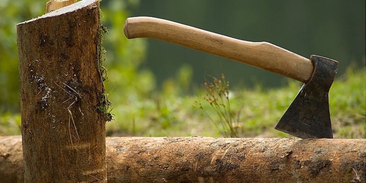 На Николаевщине с начала года лесной охраной выявлено 37 случаев незаконной вырубки деревьев