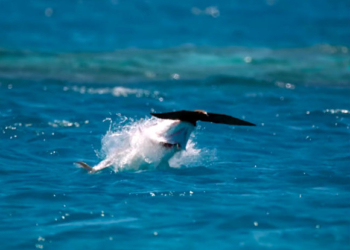 Уникальные кадры: гигантская ставрида охотится на птиц