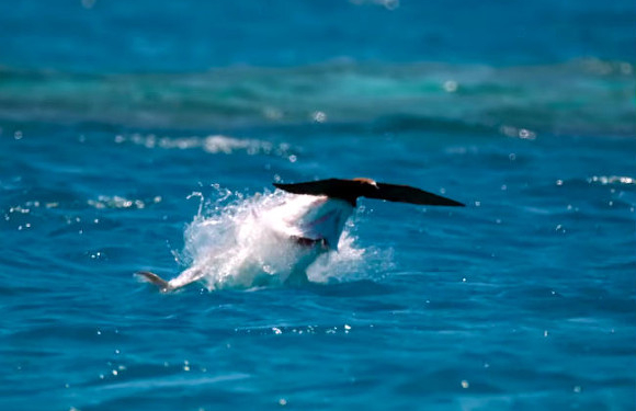 Уникальные кадры: гигантская ставрида охотится на птиц