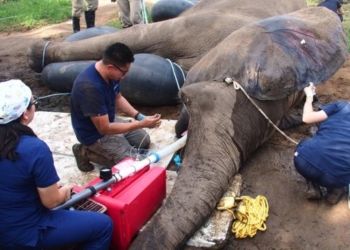 30 человек приняли участие в оказании стоматологической помощи слону