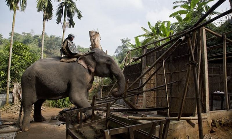 В Индии полиция выселяет незаконных поселенцев с помощью слонов 1