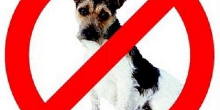 Из-за чумки на КП «Центр защиты животных» в Николаевский зоопарк запрещен вход с домашними собаками