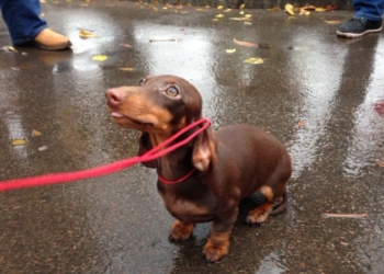 В Киеве впервые состоялся парад такс