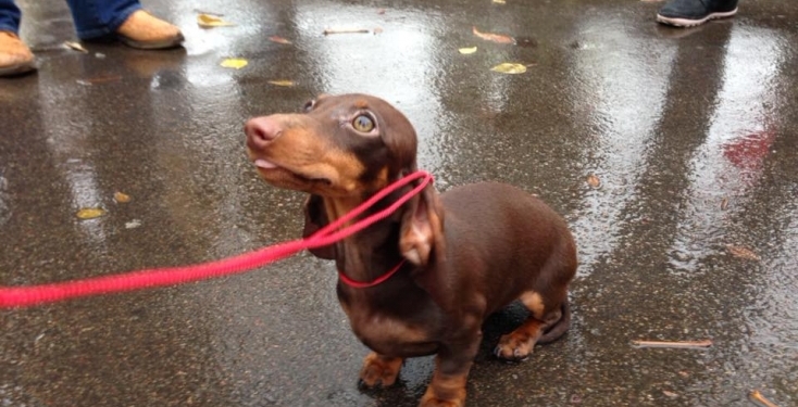 В Киеве впервые состоялся парад такс