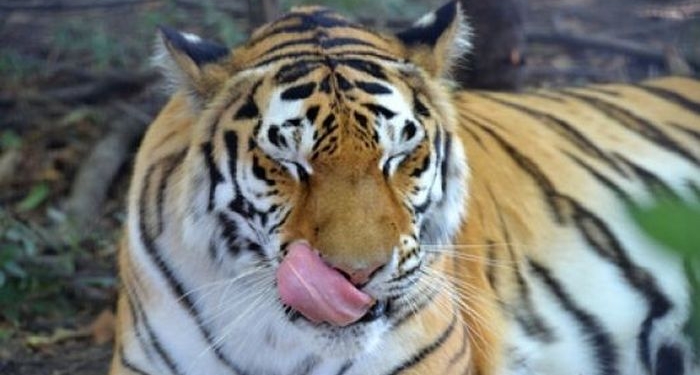 В когтях Тайфуна: в Калиниградском зоопарке посетители отбили сотрудницу, которую схватил амурский тигр