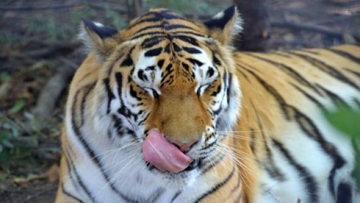 В Украине продают за тысячу гривен тигра и льва: «в хорошие руки»