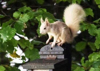 В Британии заметили и сфотографировали абсолютно белую белку. Эксперты в восторге
