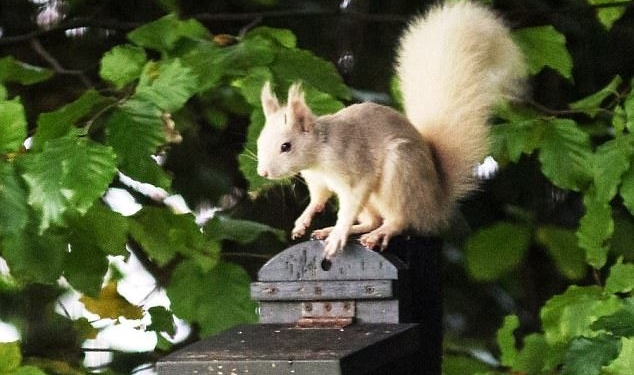 В Британии заметили и сфотографировали абсолютно белую белку. Эксперты в восторге