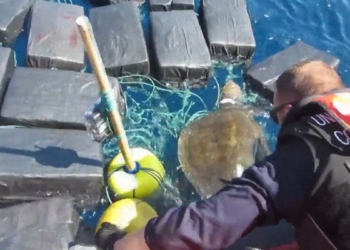 Спасали черепаху, а нашли кокаин на $53 млн.