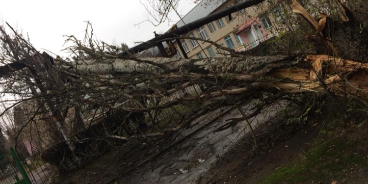 В Николаеве очередной тополь, который просили снести, рухнул – прямо на забор детского садика