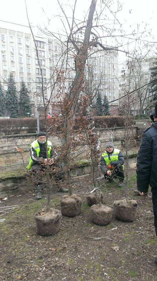 В Николаеве начали высаживать деревья - с такой «декабрьской» погодой можно 2