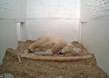 То, чего никто не видит: в Берлинском зоопарке сняли рождение белого медвежонка