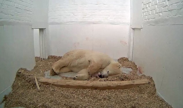 То, чего никто не видит: в Берлинском зоопарке сняли рождение белого медвежонка