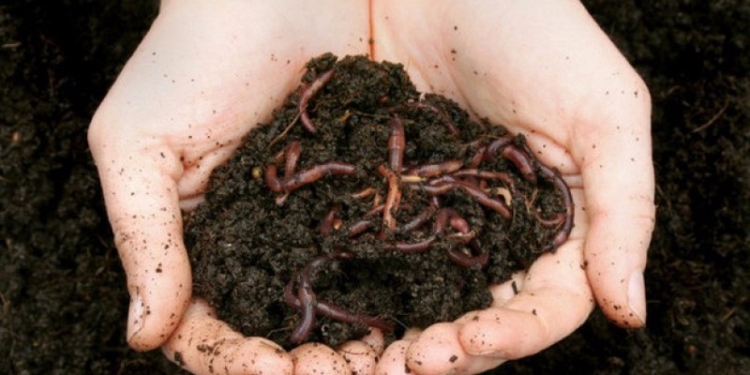 В Сумской области начнет работать ферма по разведению червей