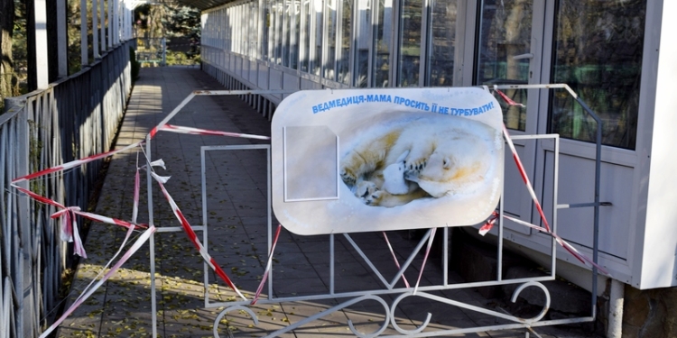 В Николаевском зоопарке у белой медведицы Зефирки родился первенец!