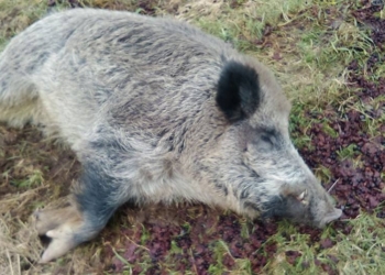 Ушел из дома, нашли через неделю вдрызг пьяным. Это не о мужчине, а о кабане