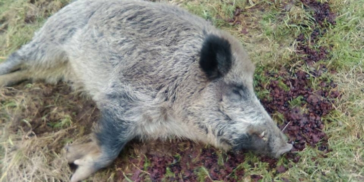 Ушел из дома, нашли через неделю вдрызг пьяным. Это не о мужчине, а о кабане