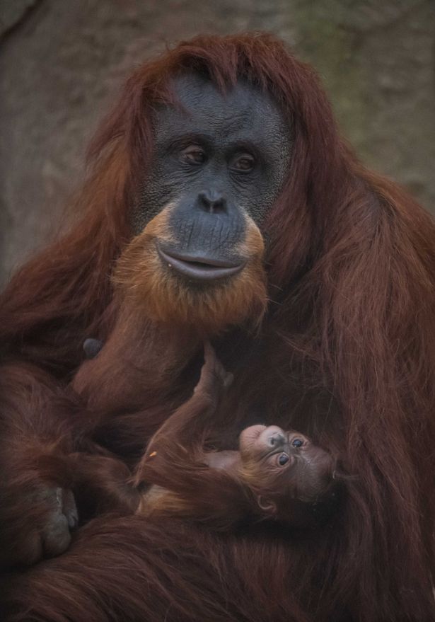 Нежность: Честерский зоопарк показал новорожденного суматранского орангутанга 3