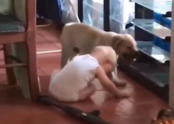 Ребенок-ползунок и щенок лабрадора – и дом не будет знать покоя