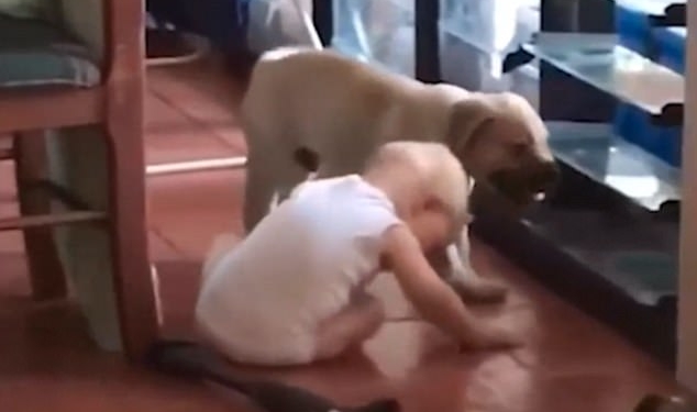 Ребенок-ползунок и щенок лабрадора – и дом не будет знать покоя