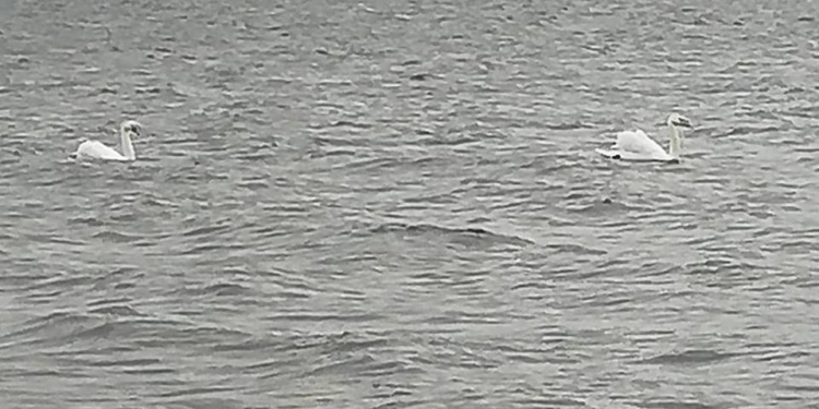 В Николаев снова прилетели лебеди