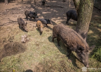 «Кабано-Солонихское иго»: фермер из Николаевской области жалуется, что дикие кабаны уничтожают посевы озимых