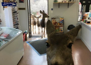 Разве оленям можно шоколад? Эта олениха из штата Колорадо пришла за ним в магазин