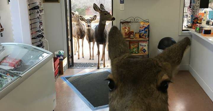 Разве оленям можно шоколад? Эта олениха из штата Колорадо пришла за ним в магазин