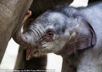А у слонов, оказывается, тоже популярны партнерские роды: удивительный момент появления на свет слоненка