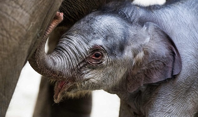 А у слонов, оказывается, тоже популярны партнерские роды: удивительный момент появления на свет слоненка