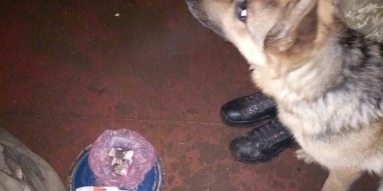 Наркотики на иностранном судне, пришедшем в Николаев, принадлежали члену команды